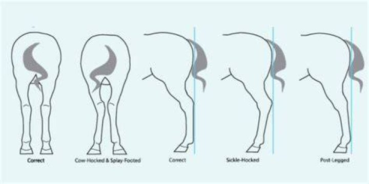 What are horse hocks