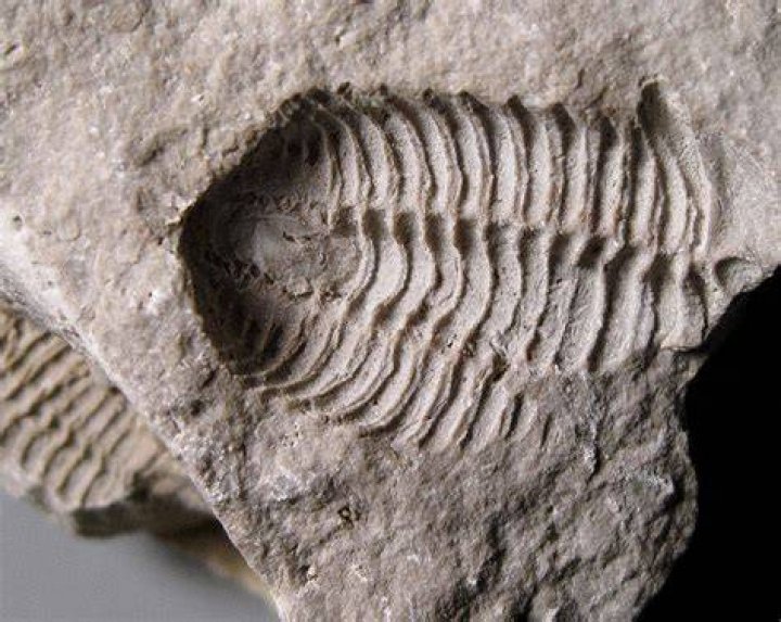 What are mold fossils