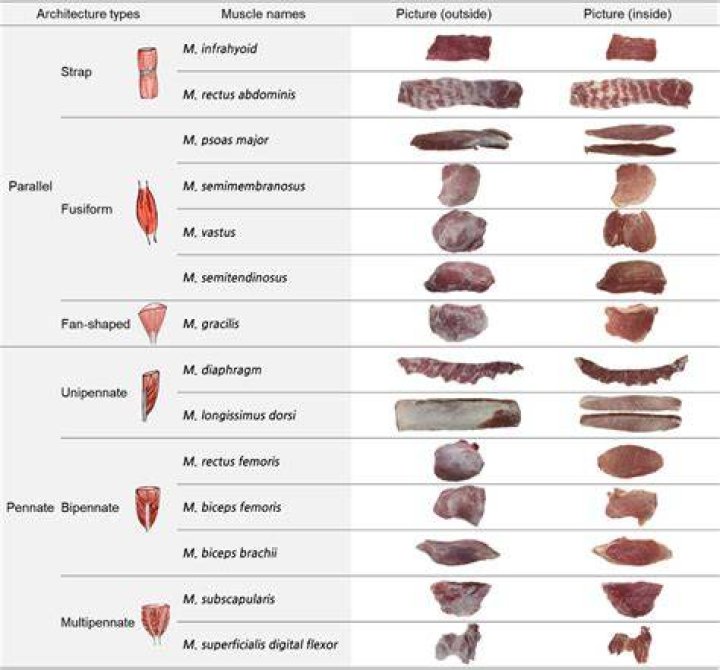 What are muscle meats