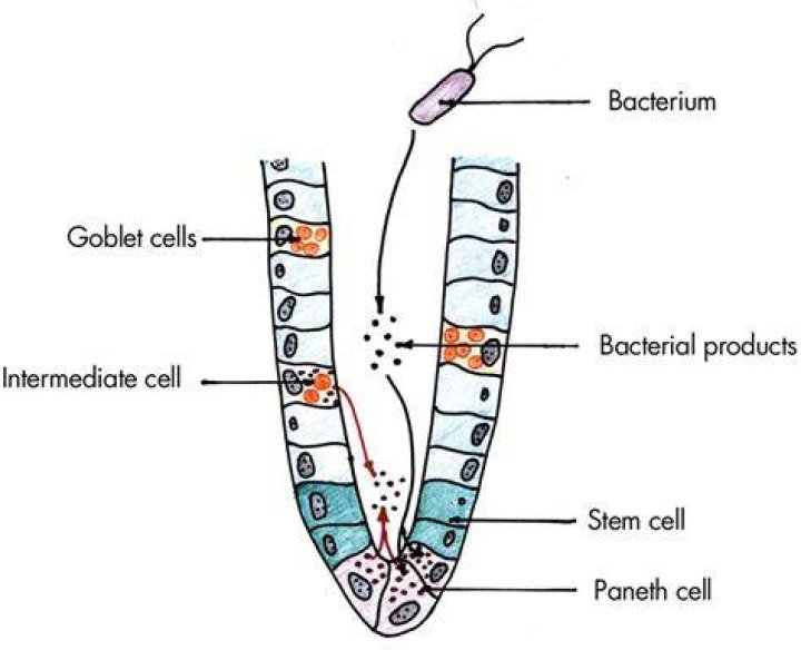 What are Paneth cells