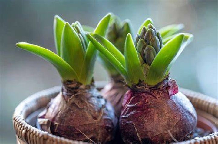 What are plant bulbs