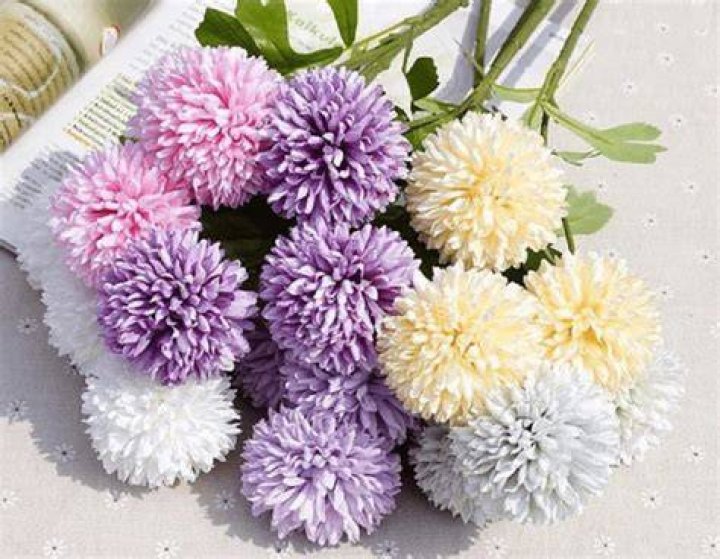 What are poms flowers