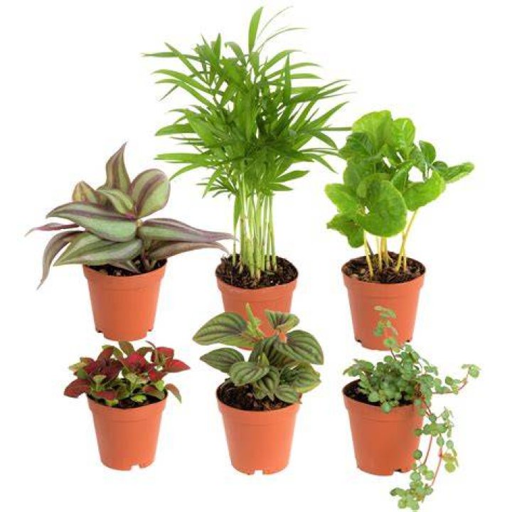 What are small plants