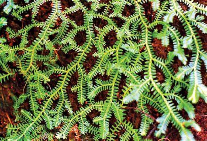 What are spike mosses