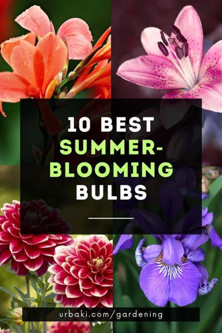 What are summer bulbs