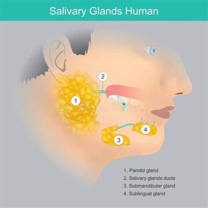 What are the 3 glands