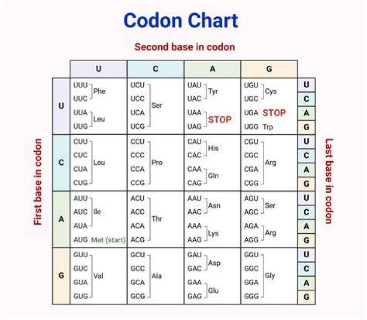What are the 5 codons