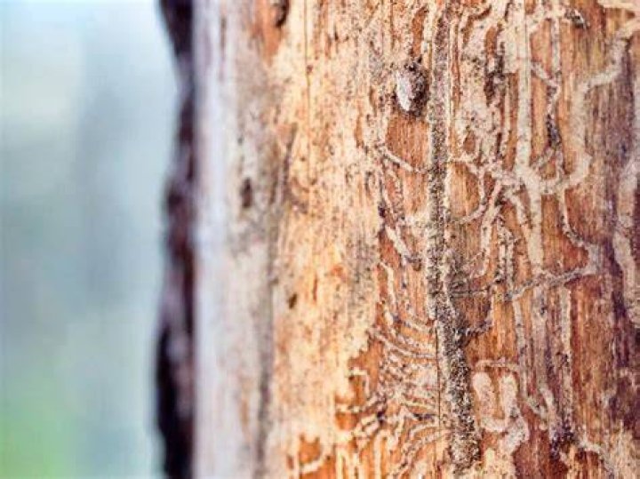 What are tree borers