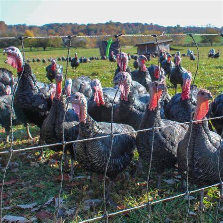 What are turkeys fed