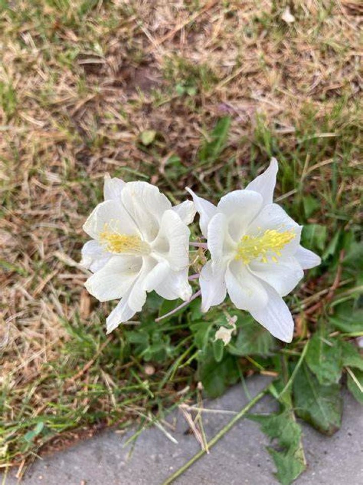 What ate my columbine