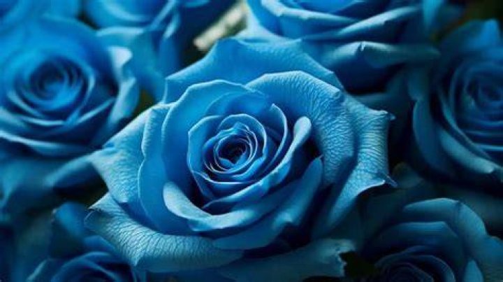 What blue roses mean