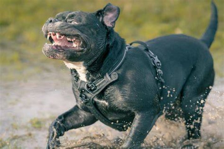 What breed was Gelert