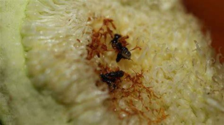 What bug is in a fig