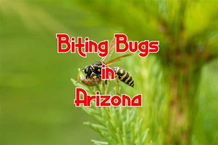What bugs bite in AZ