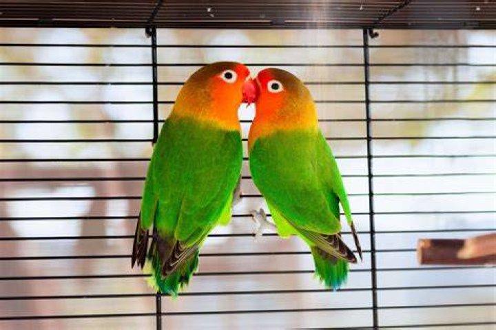 What can lovebirds do