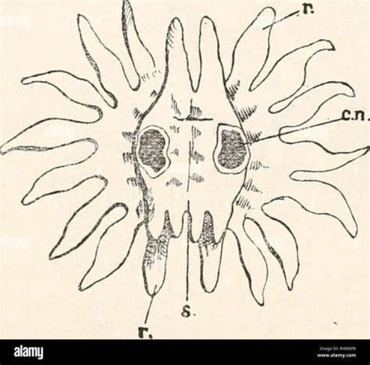 What causes Cristata