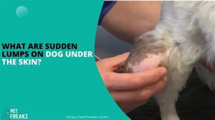 What causes dog lumps