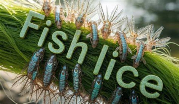What causes fish lice