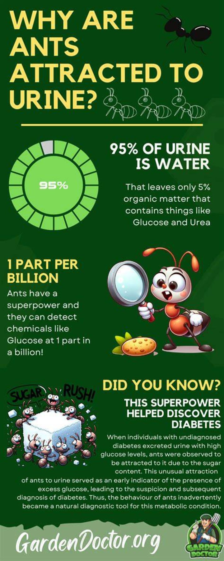 What causes pee ants