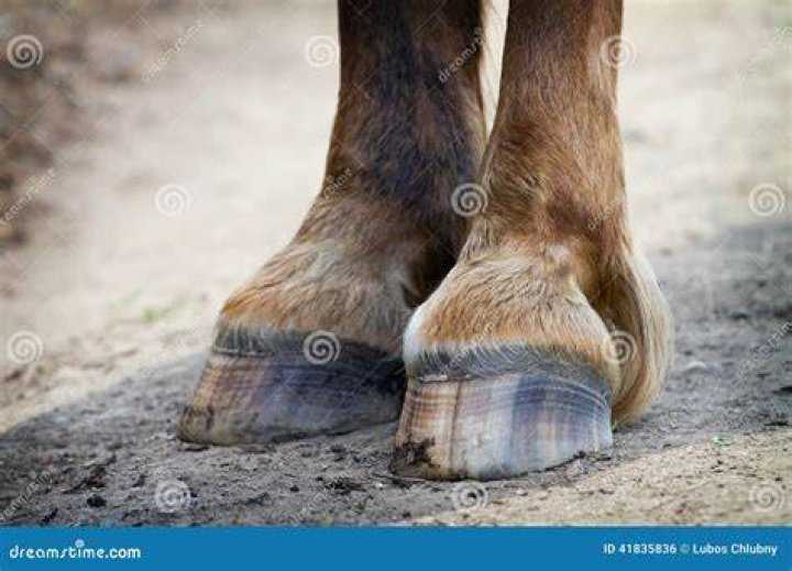 What color are hooves
