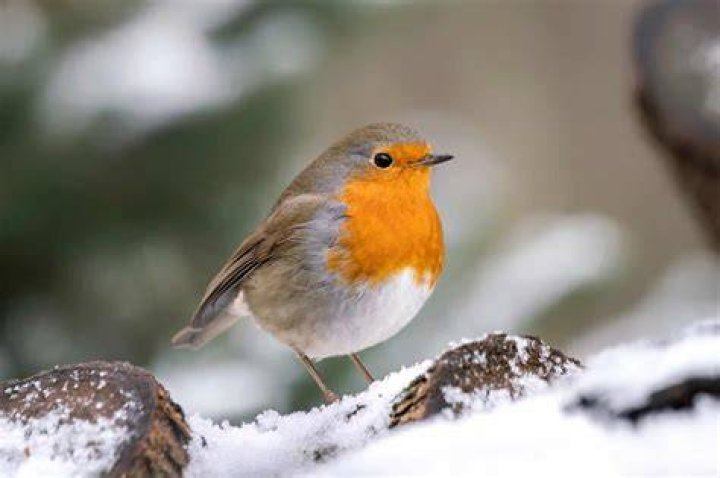 What color are robins
