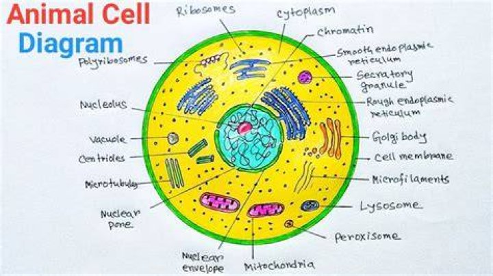What Colour is a cell
