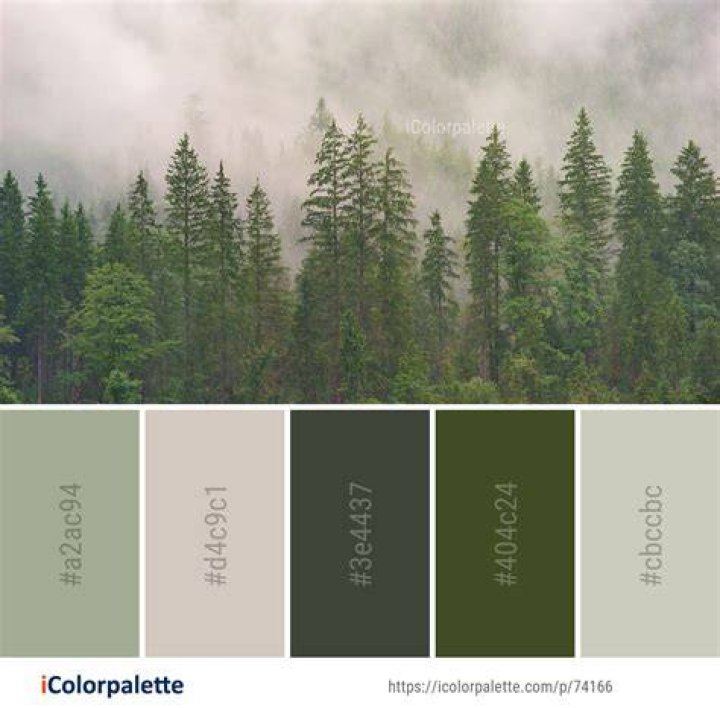 What Colour is spruce