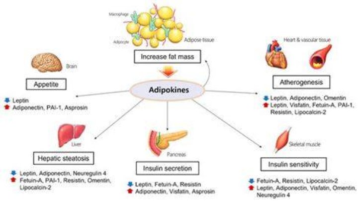 What do adipokines do