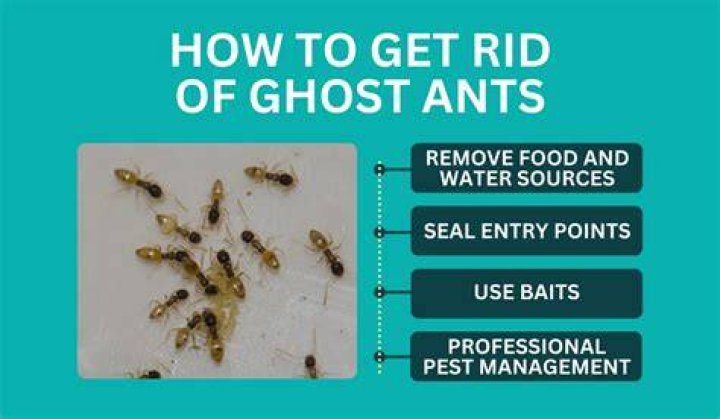 What do ghost ants do