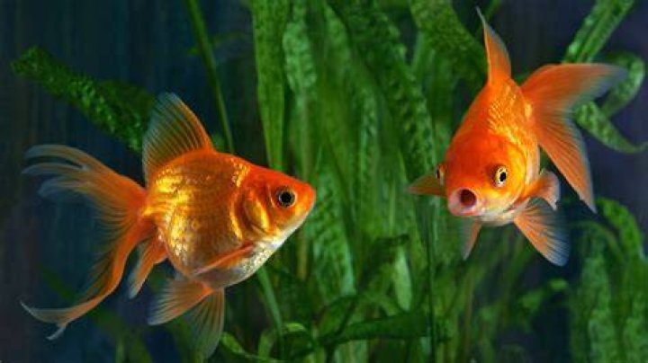 What do goldfish like