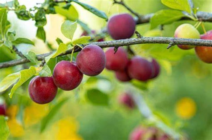 What do plums grow on