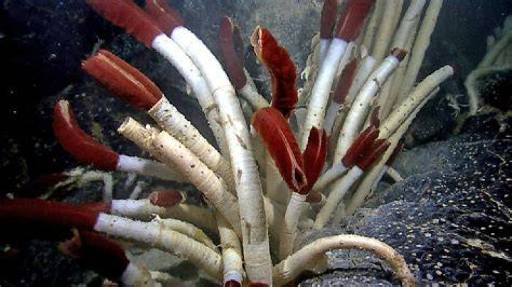 What do tube worms do
