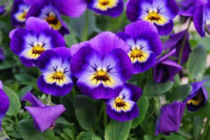 What do violas taste