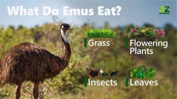 What do you feed emus