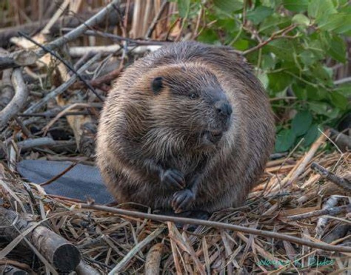 What does a beaver do