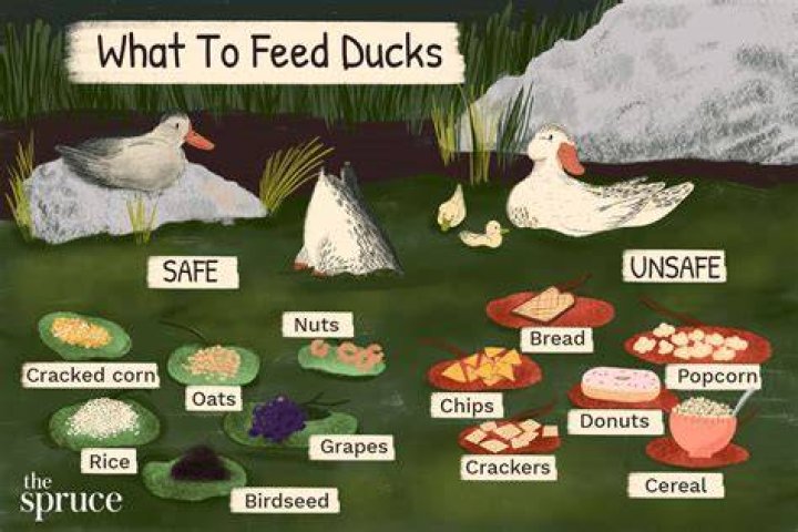 What does a duck need