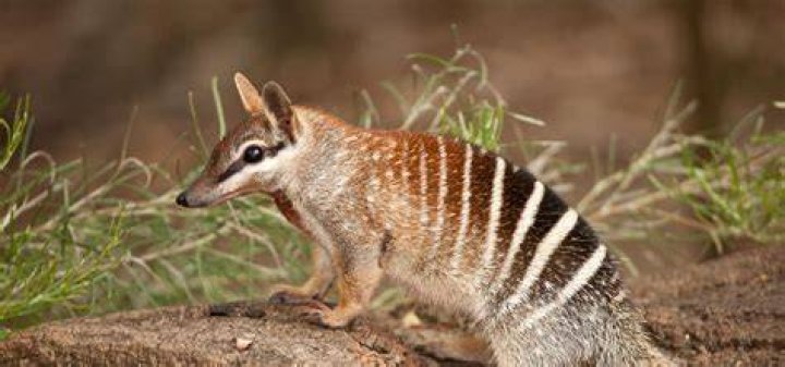 What does a Numbat do