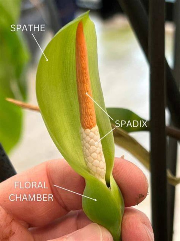 What does a spathe do