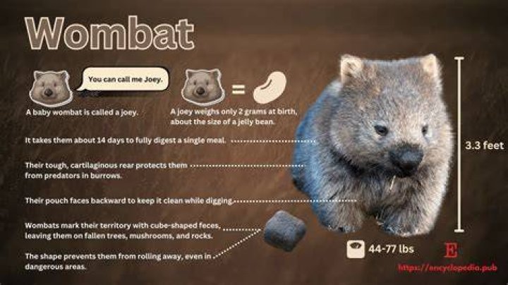 What does a wombat do