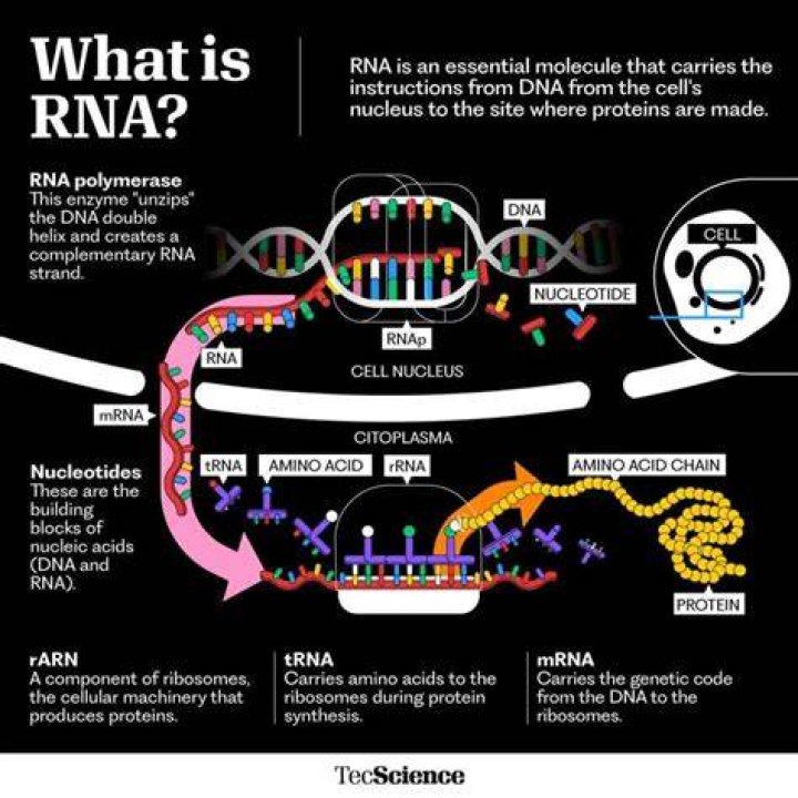 What does your RNA do