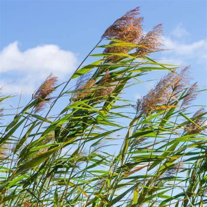 What eats common reed