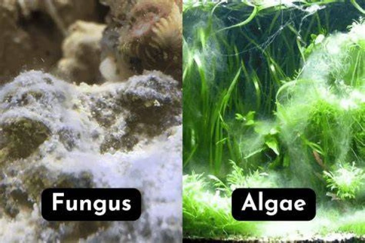 What eats white algae