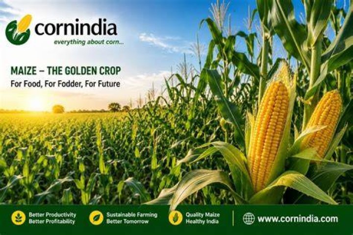 What exactly is maize