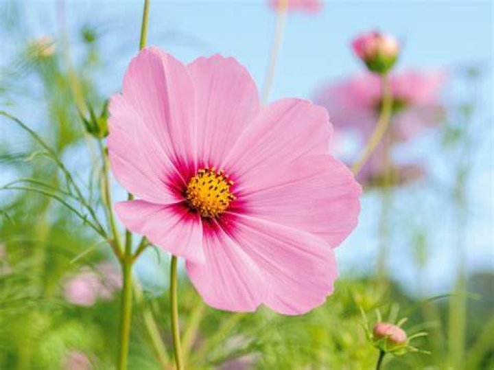 What flowers are pink