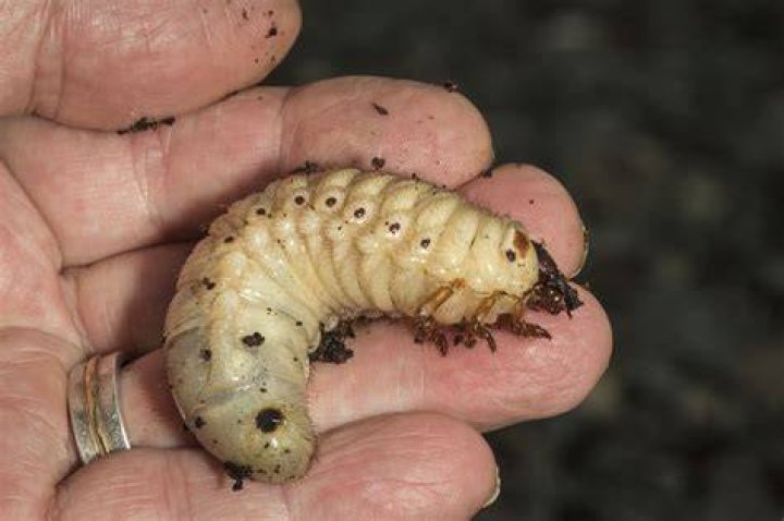 What grub looks like