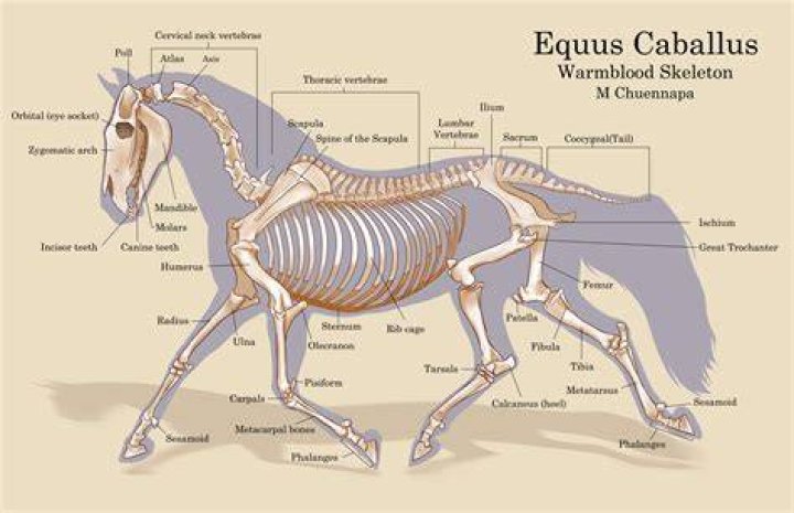 What happens in Equus