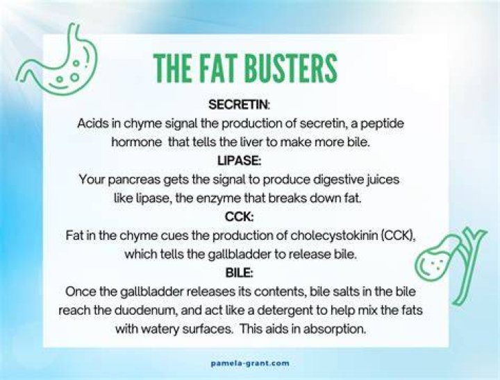What helps digest fat