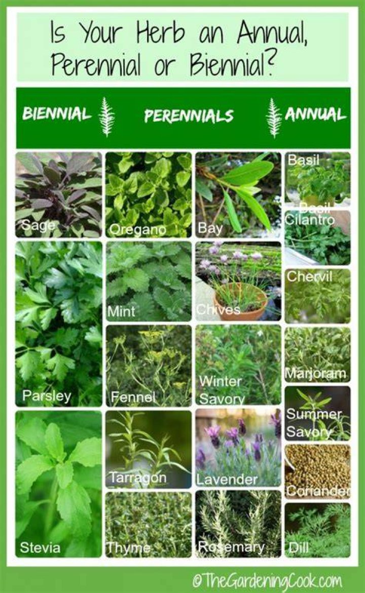What herbs are annual