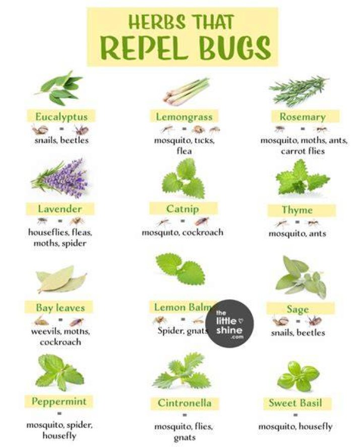 What herbs deter bugs