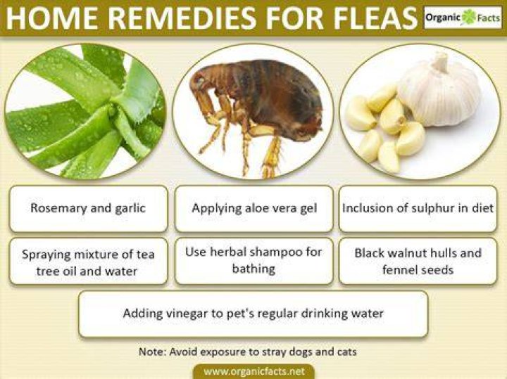 What herbs kill fleas